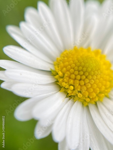 daisy close up