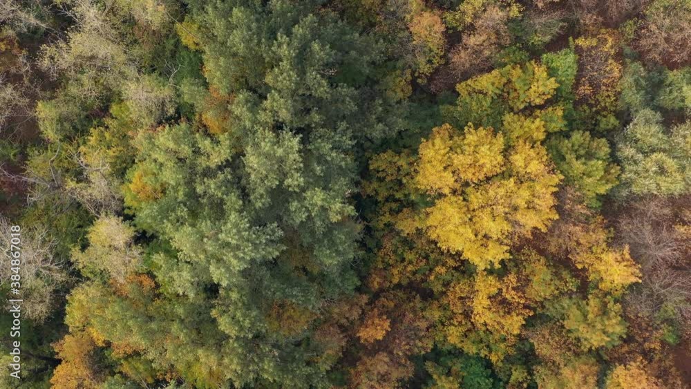 Aerial top down view of autumn forest with green and yellow trees. Beautiful fall scenery. Aerial top down view of autumn forest with green and yellow trees. Beautiful fall scenery.