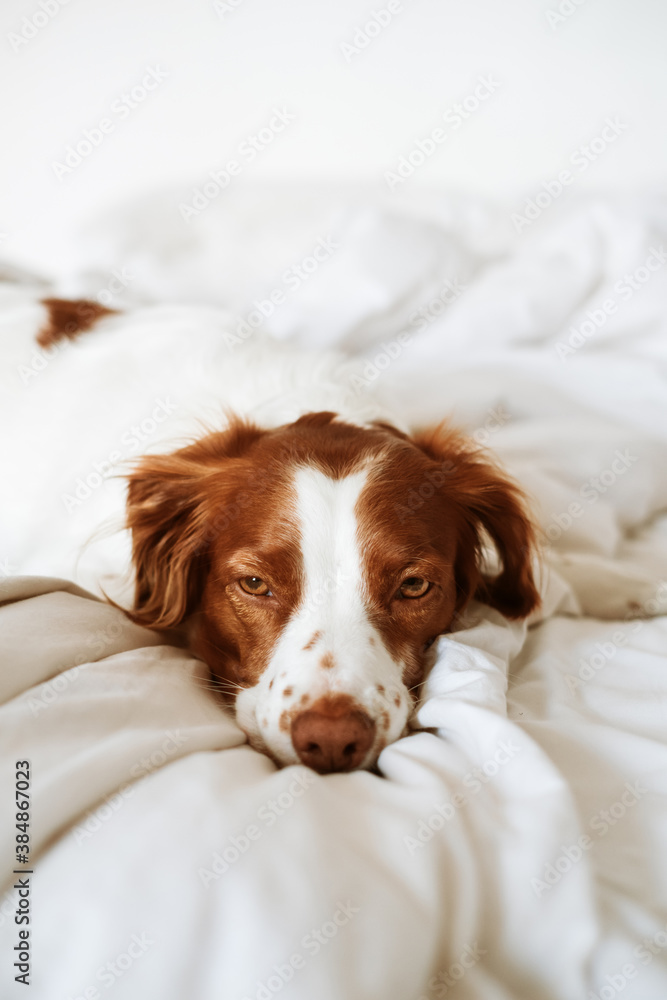 Dog lying Dog lying