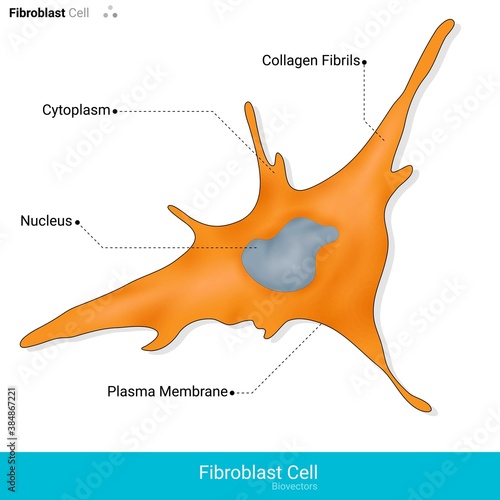 Fibroblast cell vector illustration. cell responsible for aging with collagen secretion decrease. in white background