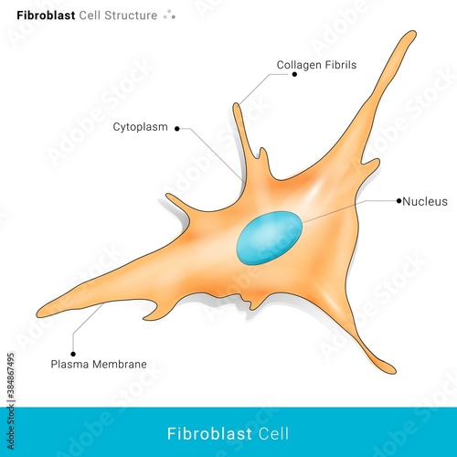 Fibroblast cell vector illustration. cell responsible for aging with collagen secretion decrease. in white background photo