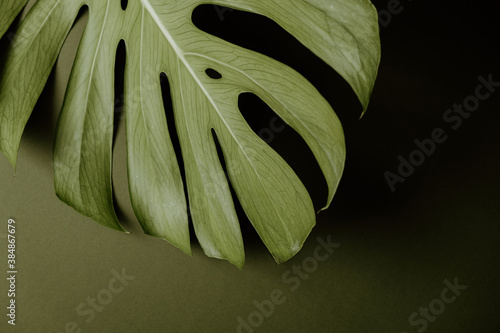 Monstera deliciosa leaf photo