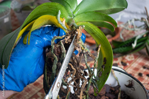 A woman's hand in a blue glove holds an Orchid, scissors cut off the roots of orchids