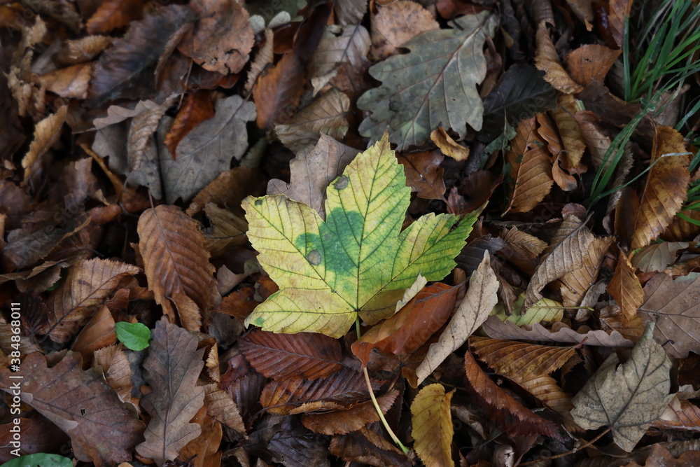 Yellow leaves under trees in forest in autumn Yellow leaves under trees in forest in autumn