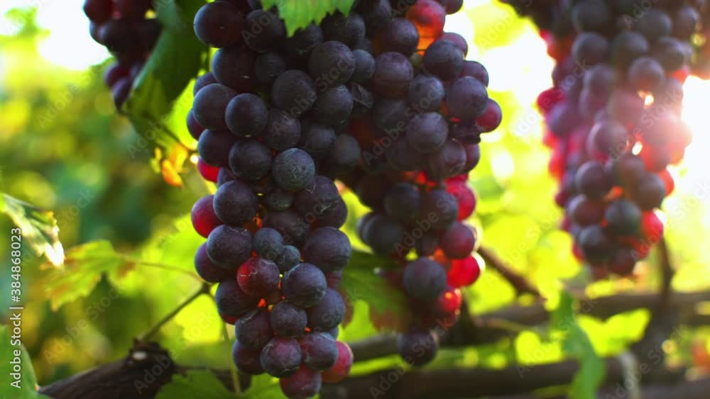 Close up of a branch of ripe red grapes.Stock footage for wine commercial.Grapes vineyard sunset.Wine grapes harvest in Italy.Organic bio food.Wine handmade concept. Close up of a branch of ripe red grapes.Stock footage for wine commercial.Grapes vineyard sunset.Wine grapes harvest in Italy.Organic bio food.Wine handmade concept.