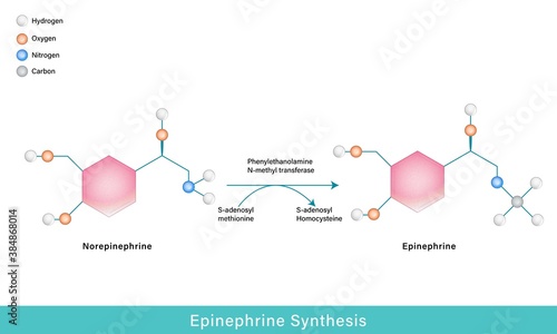 molecular mechanism of synthesis of epinephrine from norepinephrine using SAM as methyl donor vector graphic design   photo