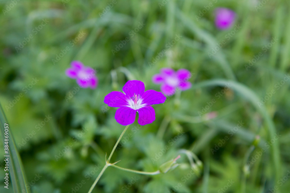 Corncockle flowers blooming in a meadow