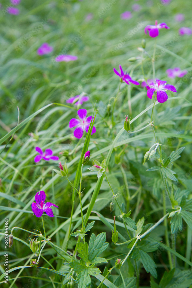 Corncockle flowers blooming in a meadow Corncockle flowers blooming in a meadow