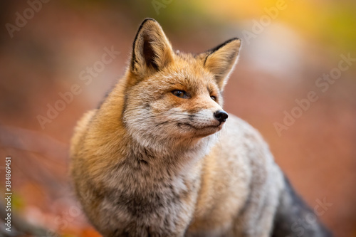Red fox, vulpes vulpes, looking to the camera in autumn nature. Orange predator sniffing in the air on leafs in fall. Wild mammal standing on foliage from close-up. © WildMedia