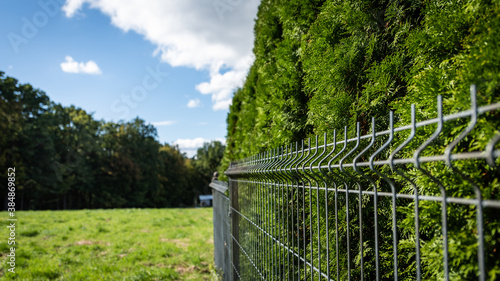 neighborhood fence - border plants