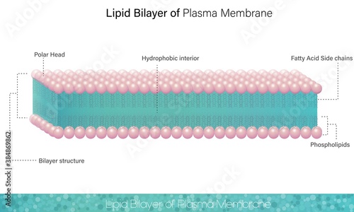 Human Cell Plasma Membrane.  Showing Lipid Bilayer and inner side hydrophobic region in white background, fatty acid tails and phospholipid polar head vector illustration.