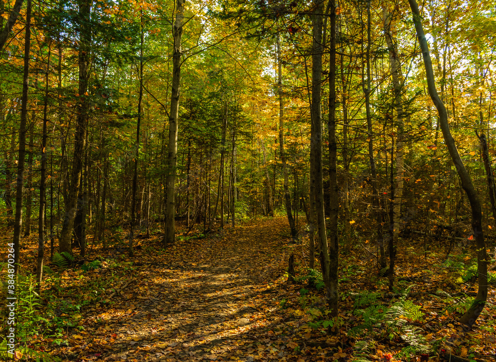 Obraz premium Walking in the Chauveau Park