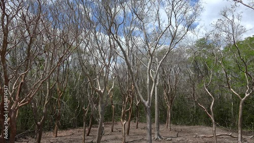 Gumbo Limbo young trees  (Bursera simaruba) in a Mexican jungle. photo