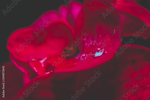 Red Flower 2 