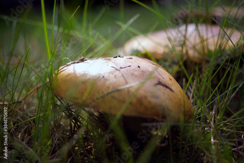 Mushrooms in nature, photo of mushrooms in the grass, autumn picking of mushrooms, autumn harvest photo