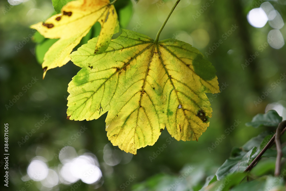 Obraz premium Yellow leaves on a tree in the forest in autumn