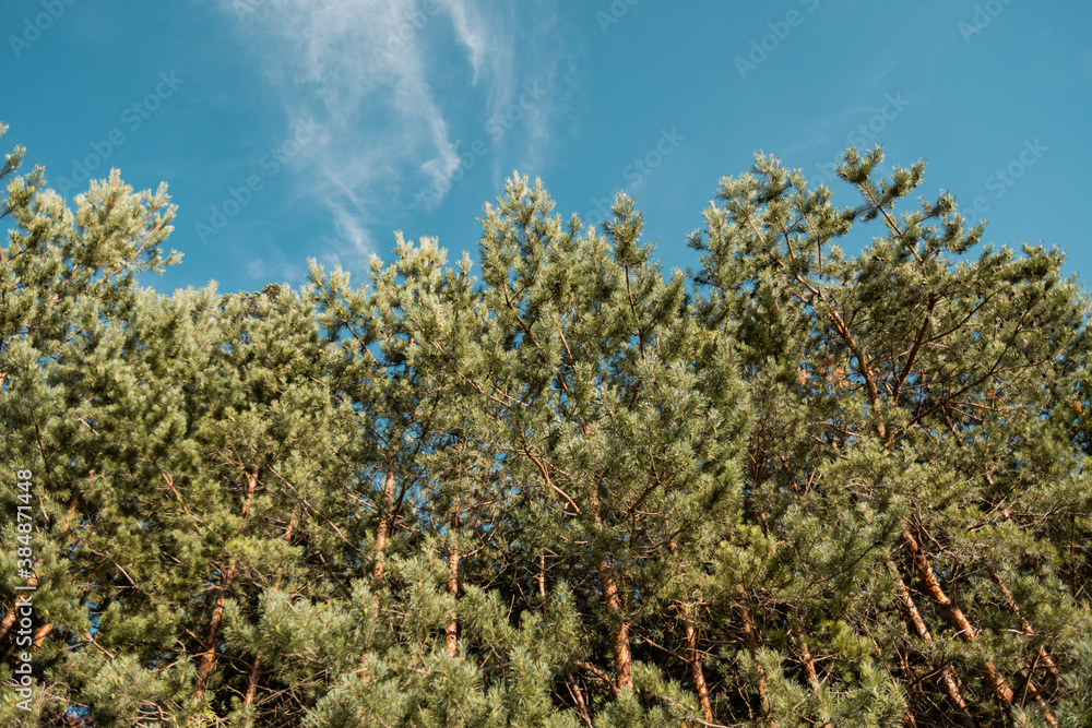 Bottom up view of the pine forest, treetops, summer landscape. Bottom up view of the pine forest, treetops, summer landscape.