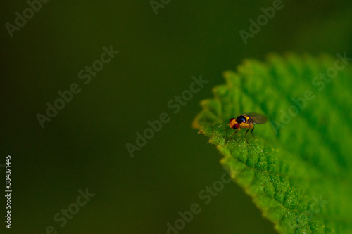 Bug on leaf