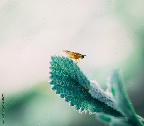 bug on a leaf