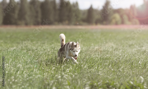 siberian husky in the grass
