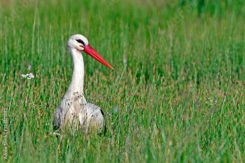 Weißstorch (Ciconia ciconia) - White stork photo