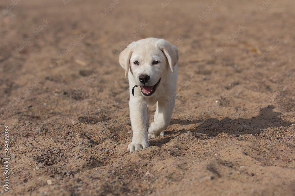 golden retriever puppy on the beach golden retriever puppy on the beach