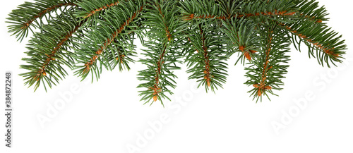 Photo Fir tree branch isolated. Pine branch. Christmas ornament.