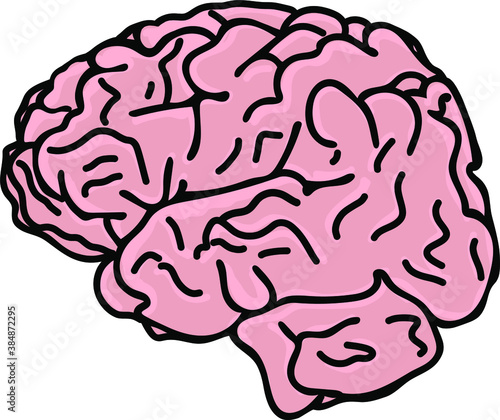 human brain illustration
