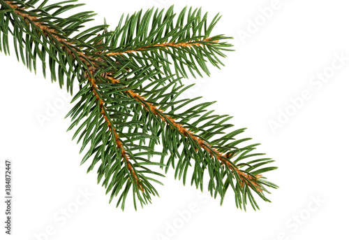 Fir tree branch isolated. Pine branch. Christmas ornament.