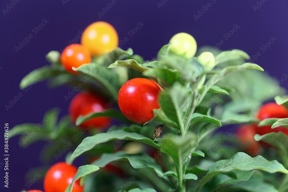 Fruits of a Jerusalem cherry, Solanum pseudocapsicum