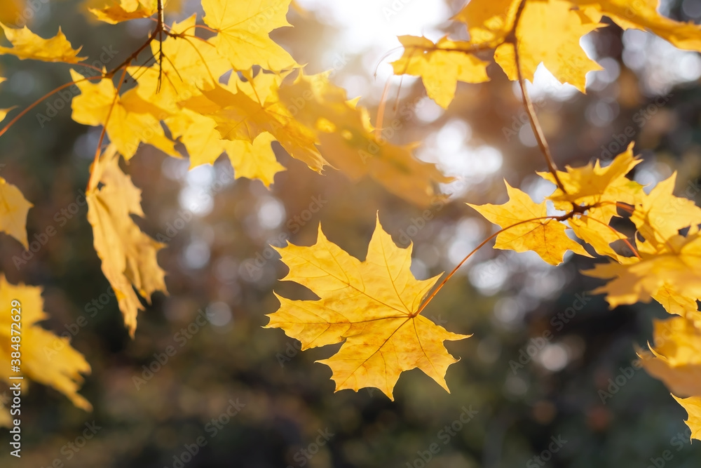 Autumn leaves on the sun and blurred trees . Fall background. Autumn leaves on the sun and blurred trees . Fall background.