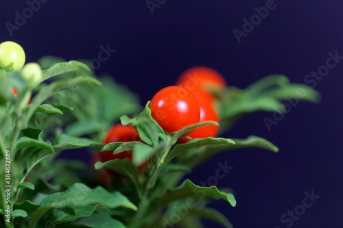 Fruits of a Jerusalem cherry, Solanum pseudocapsicum photo