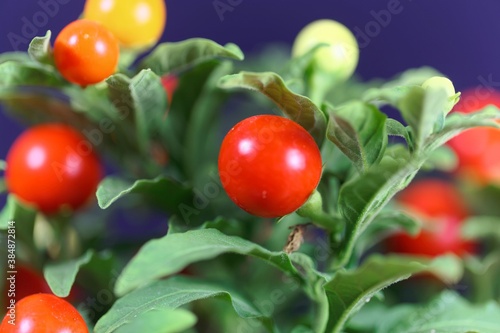 Fruits of a Jerusalem cherry, Solanum pseudocapsicum photo