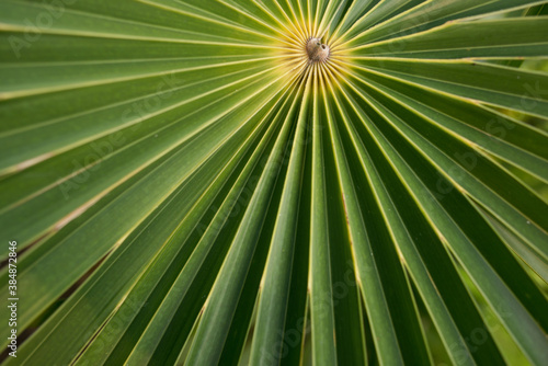 Closeup of green leaf with radial straight lines