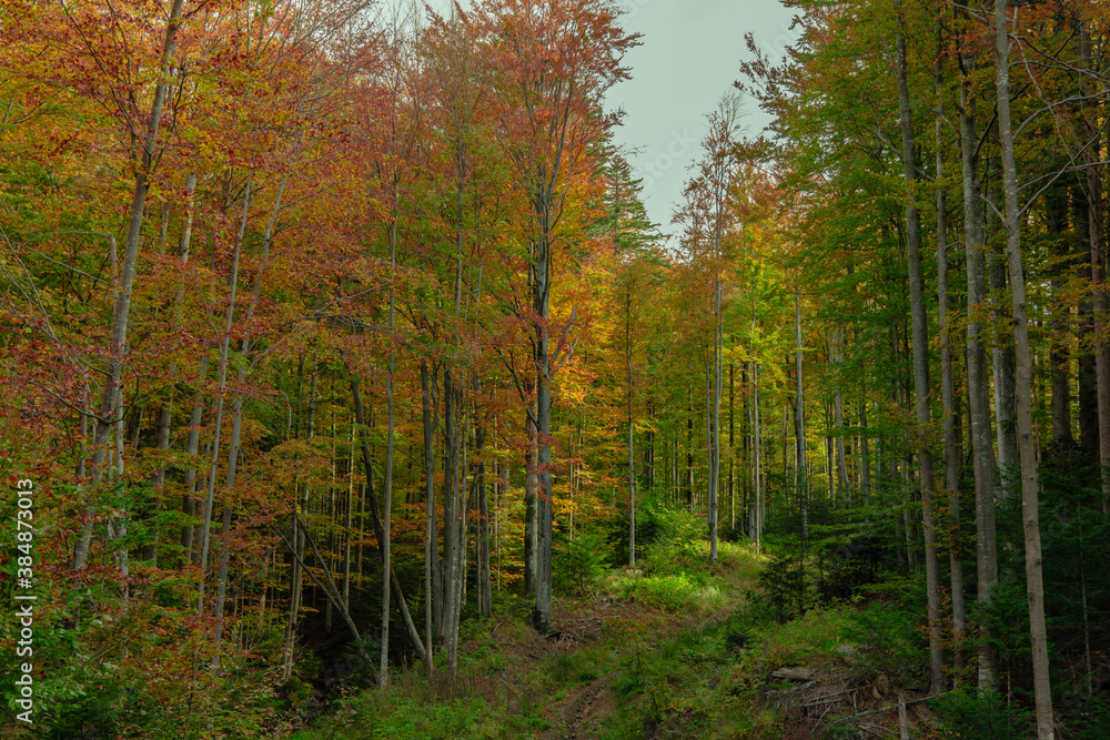 fall season golden time October mountain forest landscape scenic view and lonely peaceful path fall season golden time October mountain forest landscape scenic view and lonely peaceful path