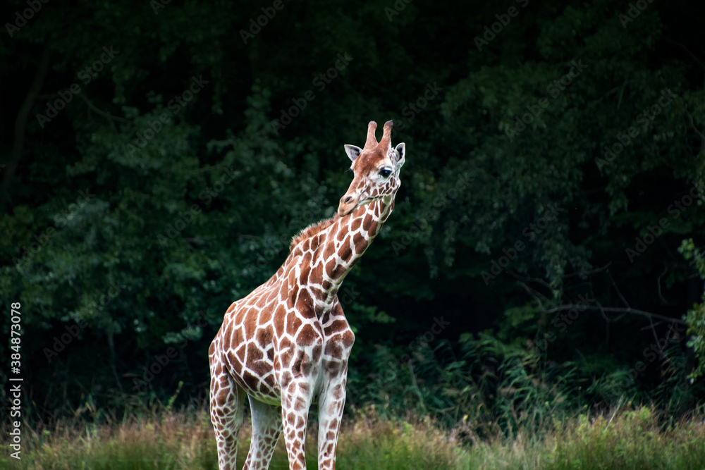 Obraz premium Single Giraffe in the zoo. Keeping wild animals in captivity