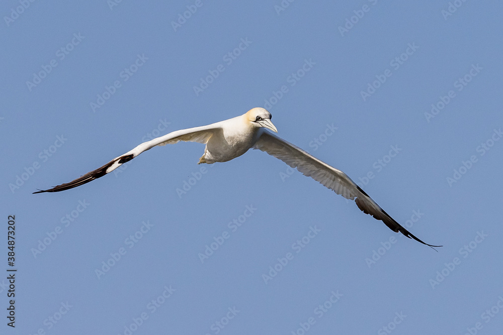 Gannet (Morus bassanus) - Photographed at Saint Abbs, Scotland, UK