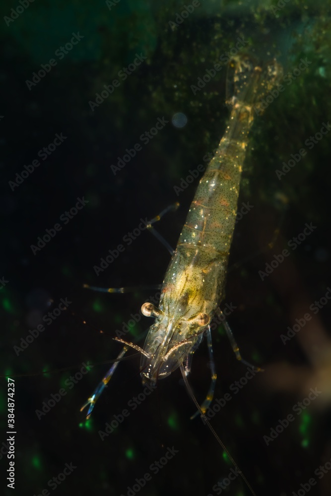saltwater shrimp in marine biotope aquarium of Black Sea littoral zone, invasive alien species actively search for food on glass wall covered with green algae, unusual pet