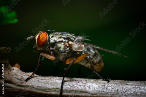 close up of fly © Ricardo