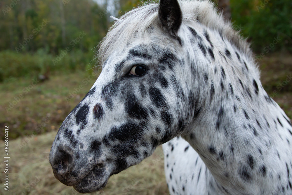 Black speckled white pony staring