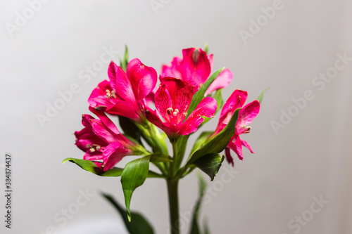 Alstroemeria pink on a white background