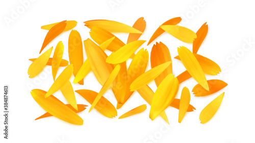 Isolated calendula petals, top view on white background