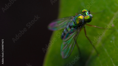 fly on leaf © Ricardo