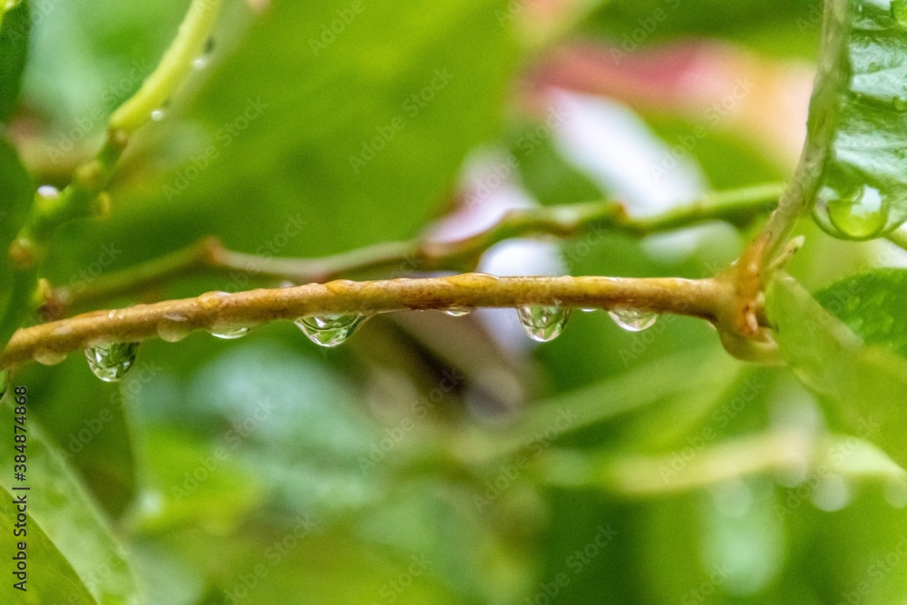 Gouttes de rosée sur une branche Gouttes de rosée sur une branche