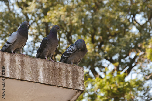 Palomas
