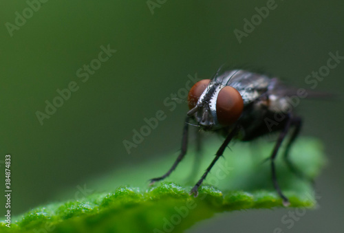 fly on leaf © Ricardo
