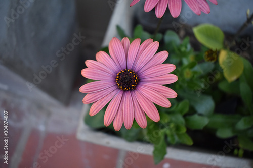 Me quiere, No me quiere