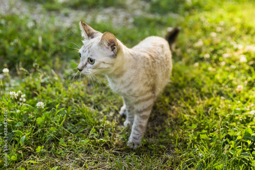 Obraz premium beautiful kitten walking on grass outdoors