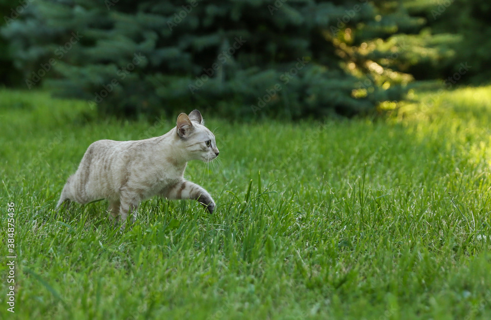 beautiful kitten walking on grass outdoors beautiful kitten walking on grass outdoors