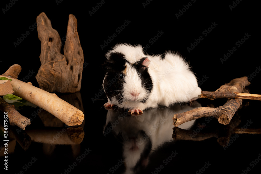 weiß schwarz geflecktes Meerschwein weiß schwarz geflecktes Meerschwein